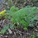 Lomatium grayi Habitat