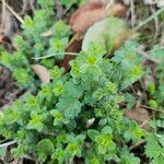 Cruciata pedemontana Leaf