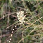 Allium paniculatum Цвят