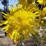 Sonchus acaulis Flower