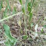 Bupleurum rigidum Leaf