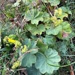 Alchemilla mollisHoja