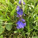 Veronica prostrata Flower