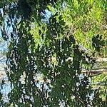 Nothofagus obliqua Hoja