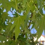 Liquidambar styraciflua Likasa