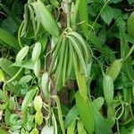 Vanilla planifolia Fruit