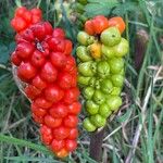 Arum italicumFruchs