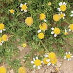 Anthemis secundiramea Folha