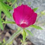 Callirhoe digitata Кветка