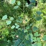 Thalictrum occidentale Ліст