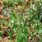 Galanthus plicatus Muu