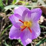 Crocus thomasii Fleur