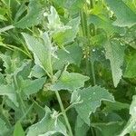 Atriplex sagittata Foglia
