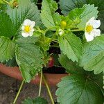 Fragaria × ananassa Kwiat