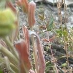 Pardoglossum cheirifolium Leaf