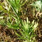 Delphinium halteratum Leaf