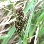 Carex lachenalii Цвят