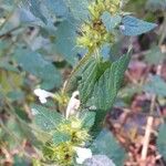 Galeopsis tetrahit Flower