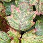 Hydrangea quercifolia Leaf