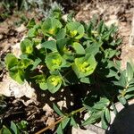 Euphorbia duvalii 花