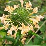 Collomia grandiflora Fiore