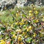 Berberis aetnensis Fruit