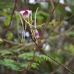 Strophanthus sarmentosus Flor
