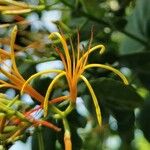Psittacanthus rhynchanthus