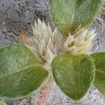 Alternanthera caracasana Flower