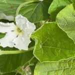 Lagenaria siceraria Flower