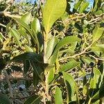 Ficus obliqua Leaf