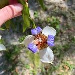 Trimezia gracilis Flor