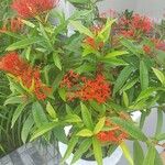 Ixora chinensisÇiçek