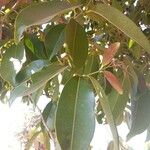 Syzygium cuminiFrunză