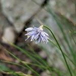 Allium cyaneum