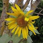 Helianthus annuus Blomst