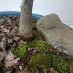 Saxifraga cebennensis Azala