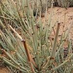 Ephedra intermedia Blad