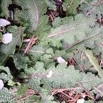 Salvia verbenaca Blatt