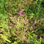 Tragopogon angustifolius 花