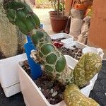 Opuntia dillenii Leht