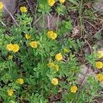 Trifolium aureum Flower