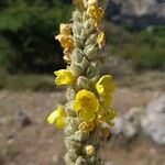 Verbascum giganteum花