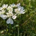 Orlaya grandiflora 花