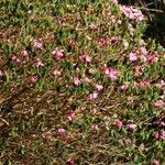 Rhododendron oreodoxa Habit