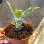 Aechmea fasciata List