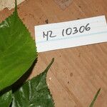 Morus celtidifolia Blatt