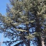 Cedrus atlantica Облик