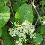 Viburnum lantanaFlower