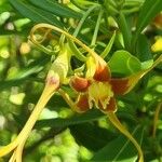 Strophanthus speciosus 花